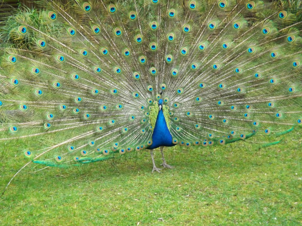 Bird nature peacock eye