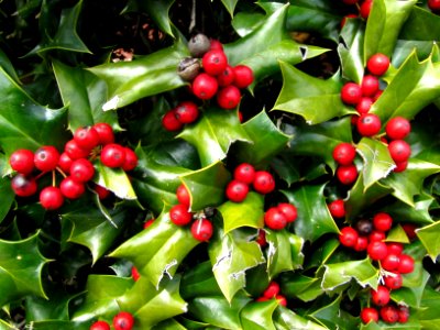 South Carolina Holly Bush