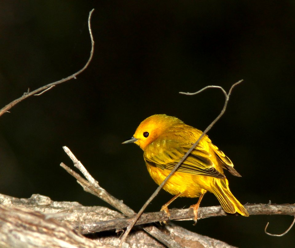 WARBLER, YELLOW (4-6-11) patagonia lake state park, scc, az -02