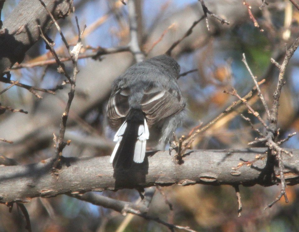 GNATCATCHER, BLUE-GRAY (3-19-11) trail north from santa gertrudis lane, scc, az -02