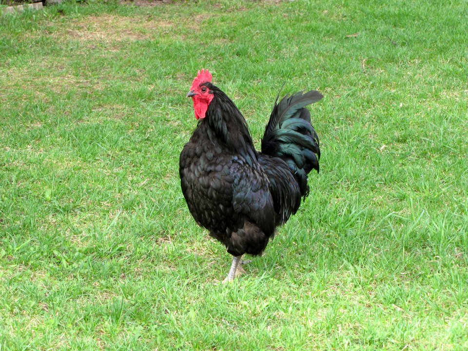 Rooster