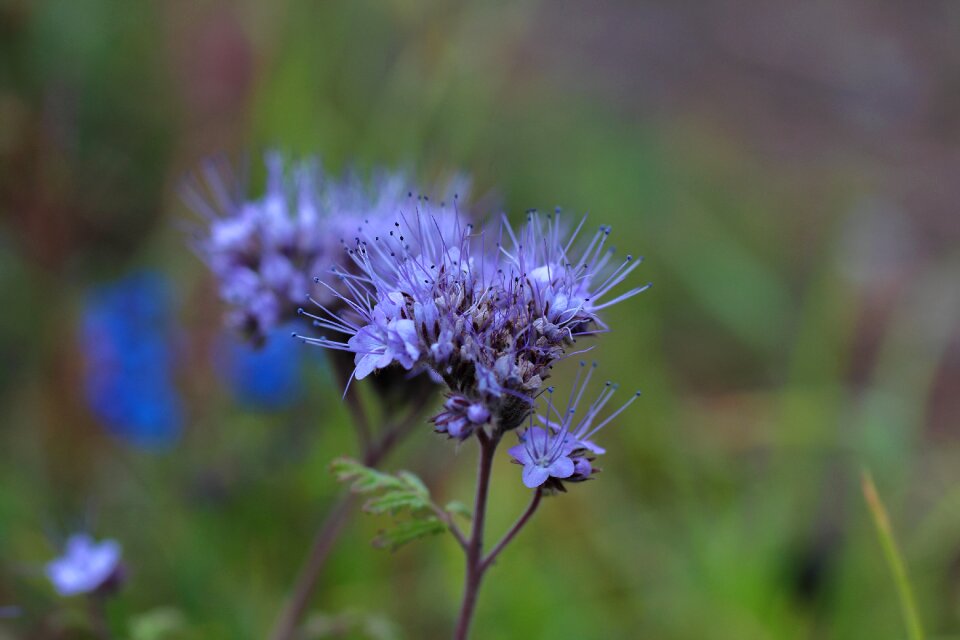 Summer beautiful flower macro