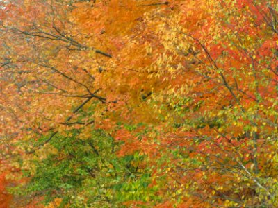 Fall Texture 807