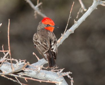 FLYCATCHER, VERMILLION (3-22-11) patagonia lake, scc, az -07