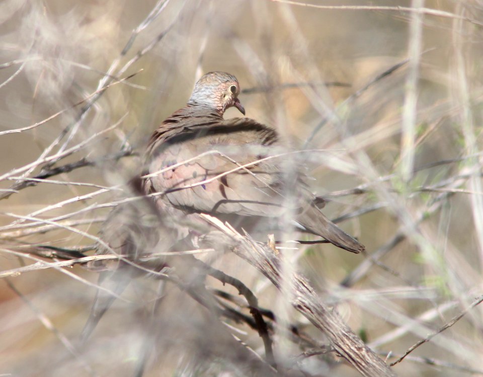 GROUND-DOVE, COMMON (3-16-11) sonoita creek state natural area, scc az -01