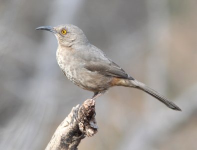 THRASHER, CURVE-BILLED (3-12-11) kino springs, scc, az -04