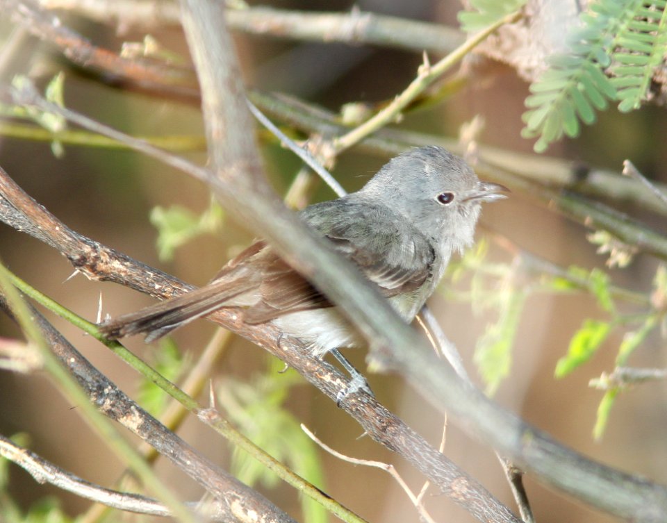 VIREO, GRAY (5-5-11) Patagonia Lake , SCC, AZ -07