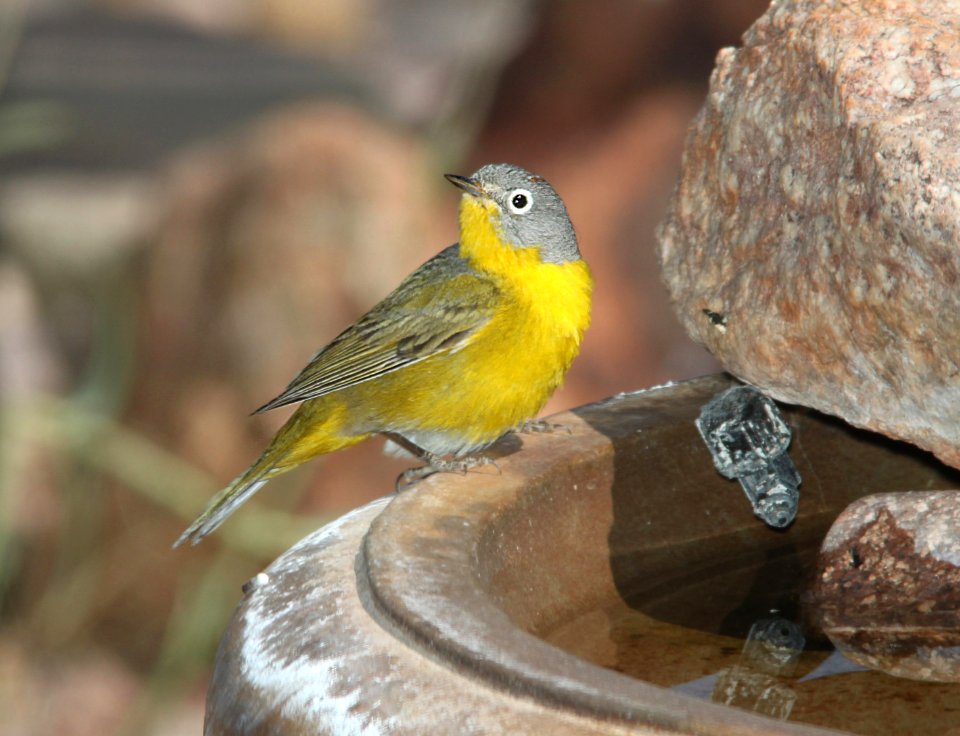 WARBLER, NASHVILLE (3-27-11) 78 circulo montana, patagonia lake ranch estates, scc, az -02