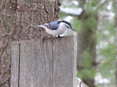 Nuthatch on fence