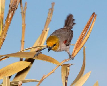 VERDIN (4-4-11) 78 circulo montana, patagonia lake ranch estates, scc, az -03