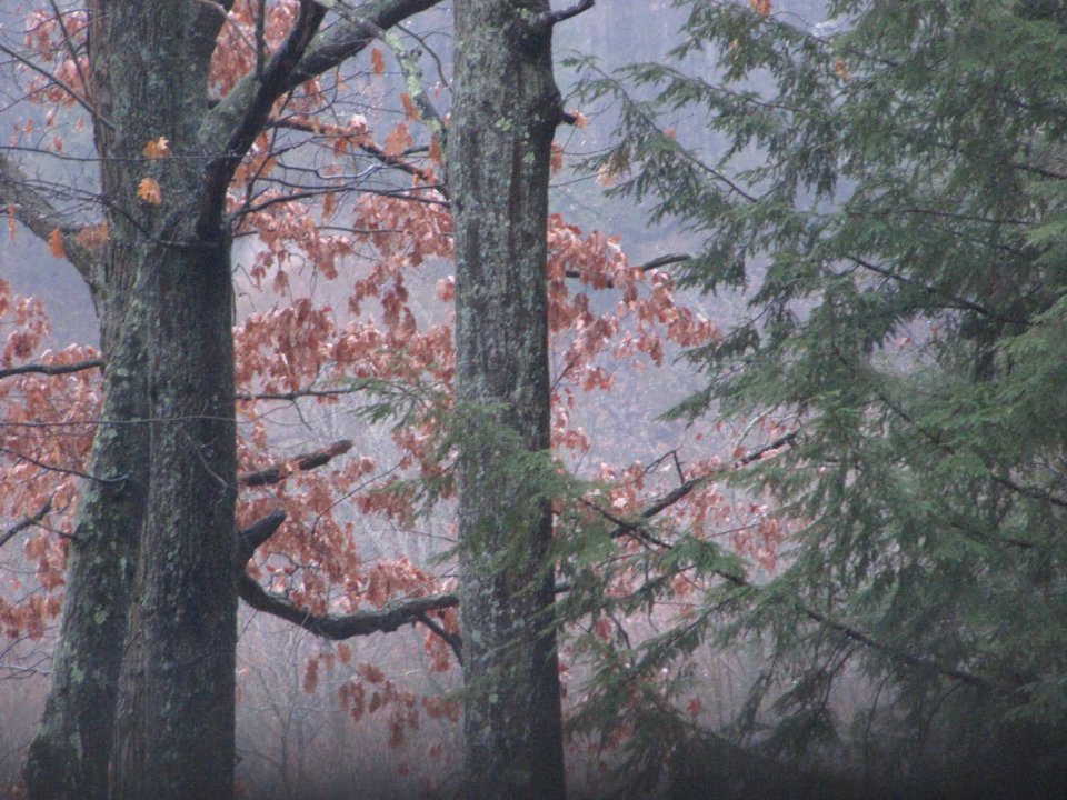 December Morning in Michigan