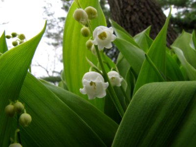 Lily of the Valley