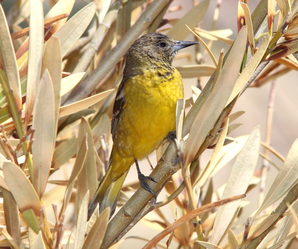ORIOLE, SCOTT'S (4-11-11) 78 circulo montana, patagonia lake ranch estates, scc, az -05