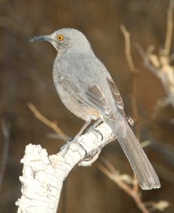 THRASHER, CURVE-BILLED (3-12-11) kino springs, scc, az -02
