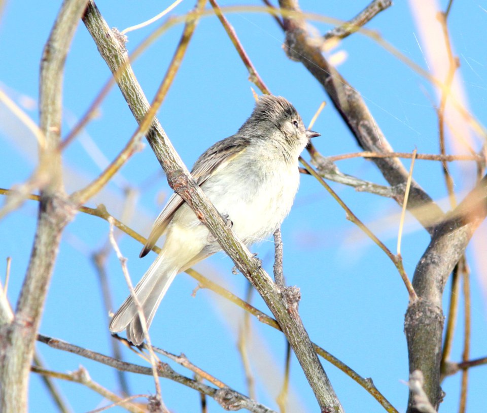 BEARDLESS-TYRANNULET, NORTHERN (3-16-11) sonoita creek state natural area, scc az -01