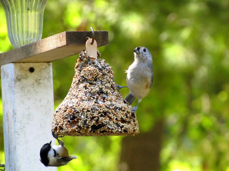 Chickadee and Titmouse 462