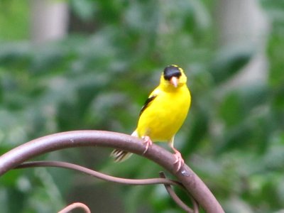 Male Goldfinch photo