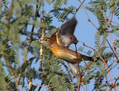 DICKCISSEL (8-29-11) kino springs, scc, az -04