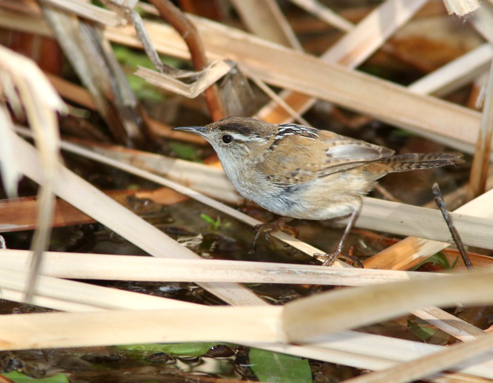 WREN, MARSH (3-13-11) patagonia lake, scc,az -02