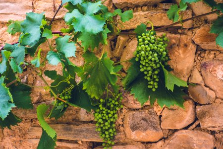 Spanish Wine Grapes photo