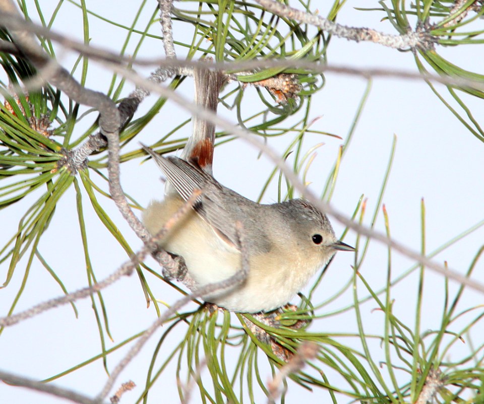 WARBLER, LUCY'S (3-12-11) kino springs, scc, az -03