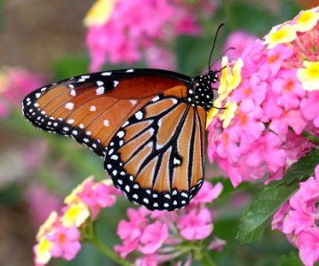 QUEEN (Danaus gilippus) (10-1-11) harshaw rd, scc, az -01