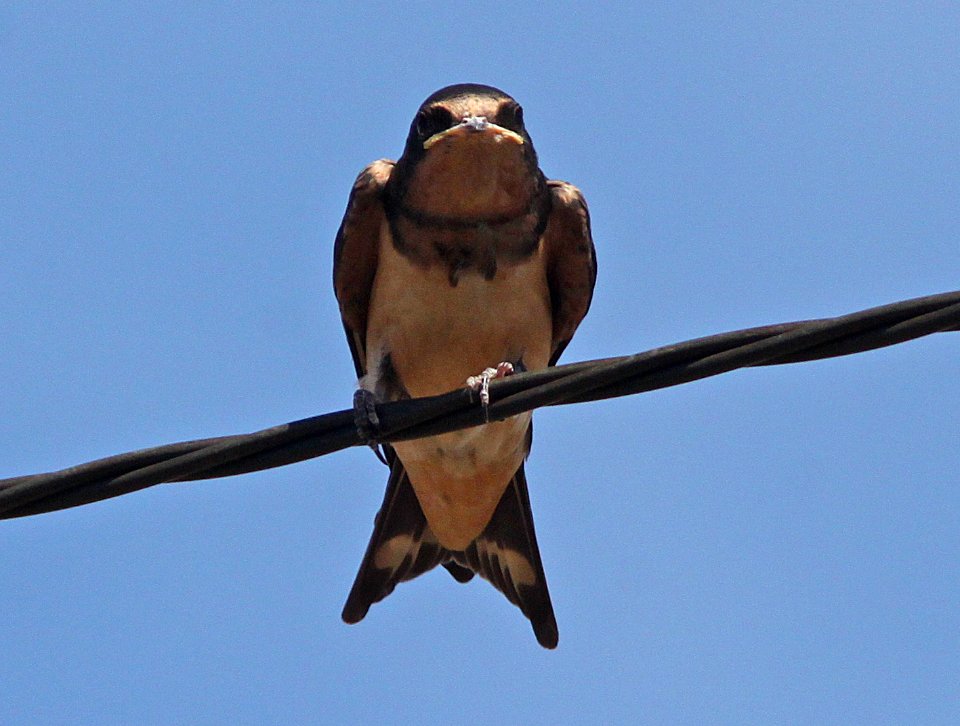 SWALLOW, BARN (7-26-11) kino springs, scc, az -01