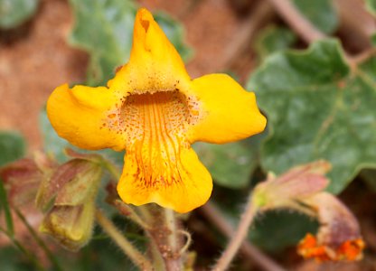 DEVIL'S CLAW, YELLOW (Proboscidea althaeifolia) (8-9-11) chino cyn,, scc, az -02