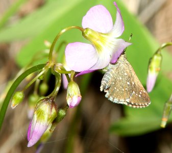 ROADSIDE-SKIPPER, ELISSA (Amblyscirtes elissa) (8-1-11) harshaw road, scc, az -01