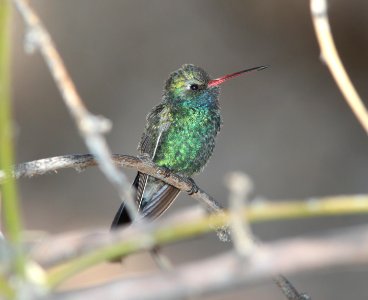 HUMMINGBIRD, BROAD-BILLED (3-22-11) patagonia lake, scc, az -01