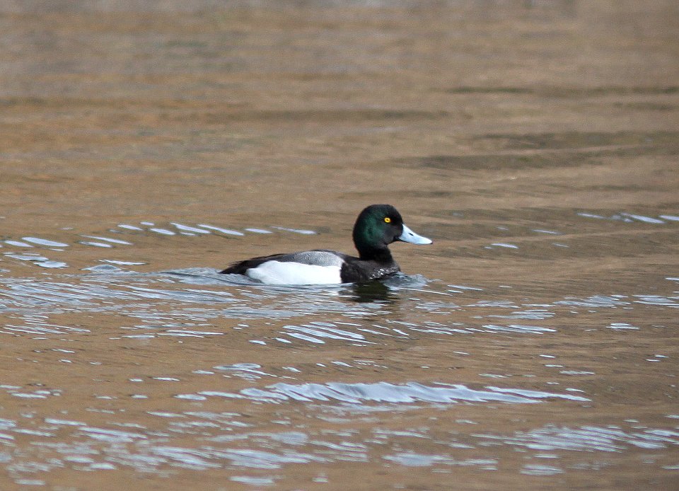 SCAUP, LESSER (3-7-11) pena blanca lake, scc, az -01