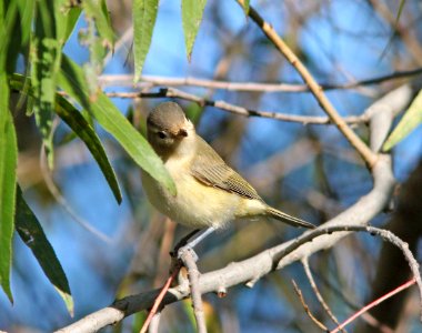 VIREO, WARBLING (9-20-11) patagonia-sonoita creek preserve, scc, az -01