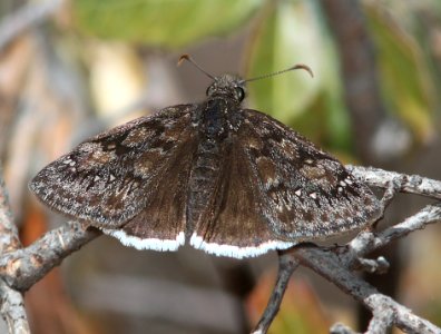 DUSKYWING, JUVENAL'S (Erynnis juvenalis) (3-9-11) humboldt cyn, patagonia hills, scc, az -01b