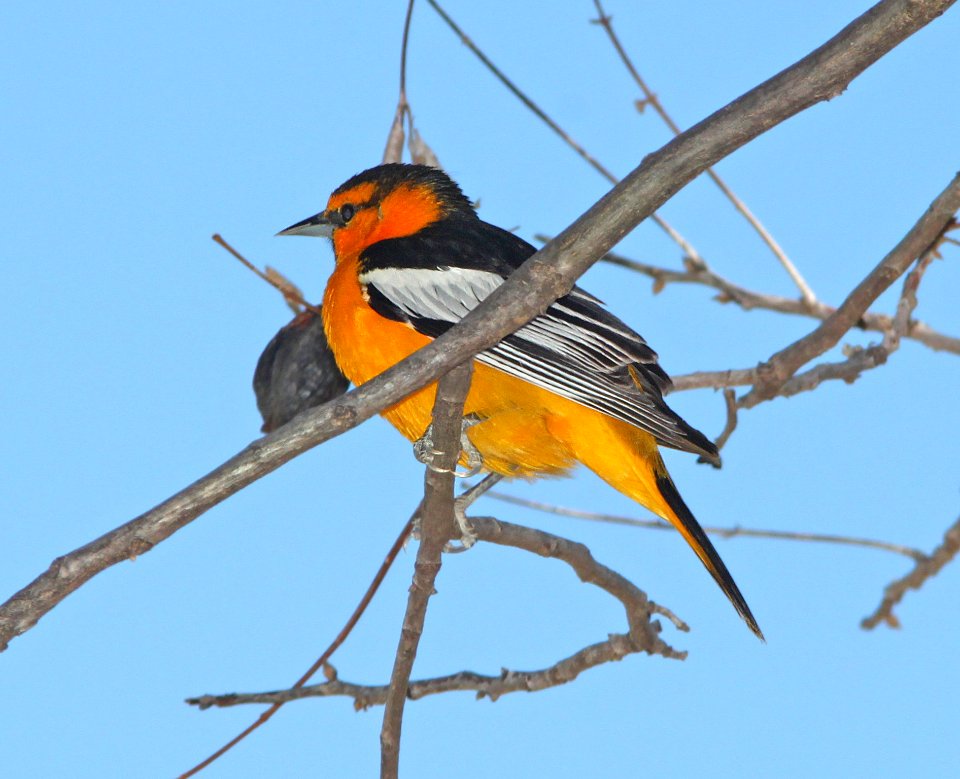 ORIOLE, BULLOCK'S (3-22-11) paton's yard, patagonia, scc, az -01