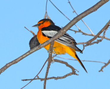 ORIOLE, BULLOCK'S (3-22-11) paton's yard, patagonia, scc, az -01