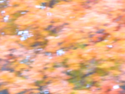 Fall Texture 786