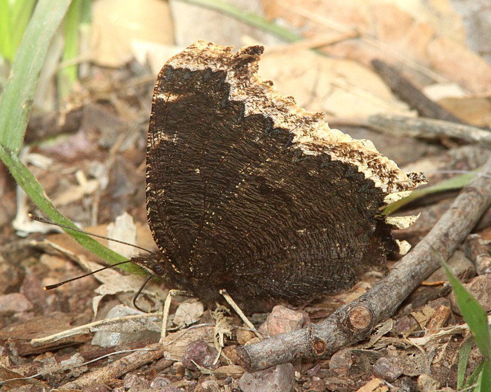MOURNING CLOAK (Nymphalis antiopa) (3-7-11) pena blanca lake, scc, az -07