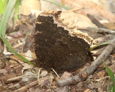 MOURNING CLOAK (Nymphalis antiopa) (3-7-11) pena blanca lake, scc, az -07