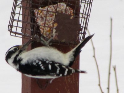 Hairy or Downy woodpecker