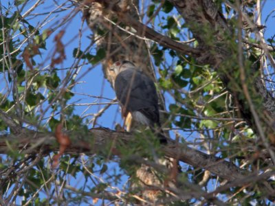 HAWK, COOPER'S (3-19-11) trail north from santa gertrudis lane, scc, az -01