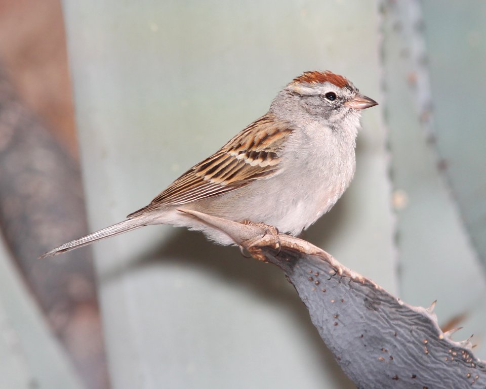 SPARROW, CHIPPING (3-21-11) 78 circulo montana, patagonia lake ranch estates, scc, az -01