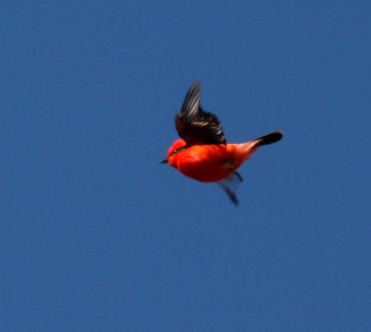 FLYCATCHER, VERMILLION (3-22-11) patagonia lake, scc, az -10