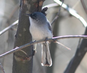 GNATCATCHER, BLACK-CAPPED (3-28-11) sonoita creek state natural area, scc, az -02