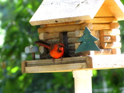 Cardinal photo