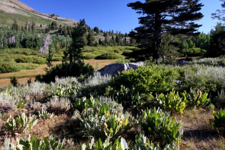 CA 1225 - LAKE ALPINE, 7600 FT, INYO NAY FOREST, CA - 07
