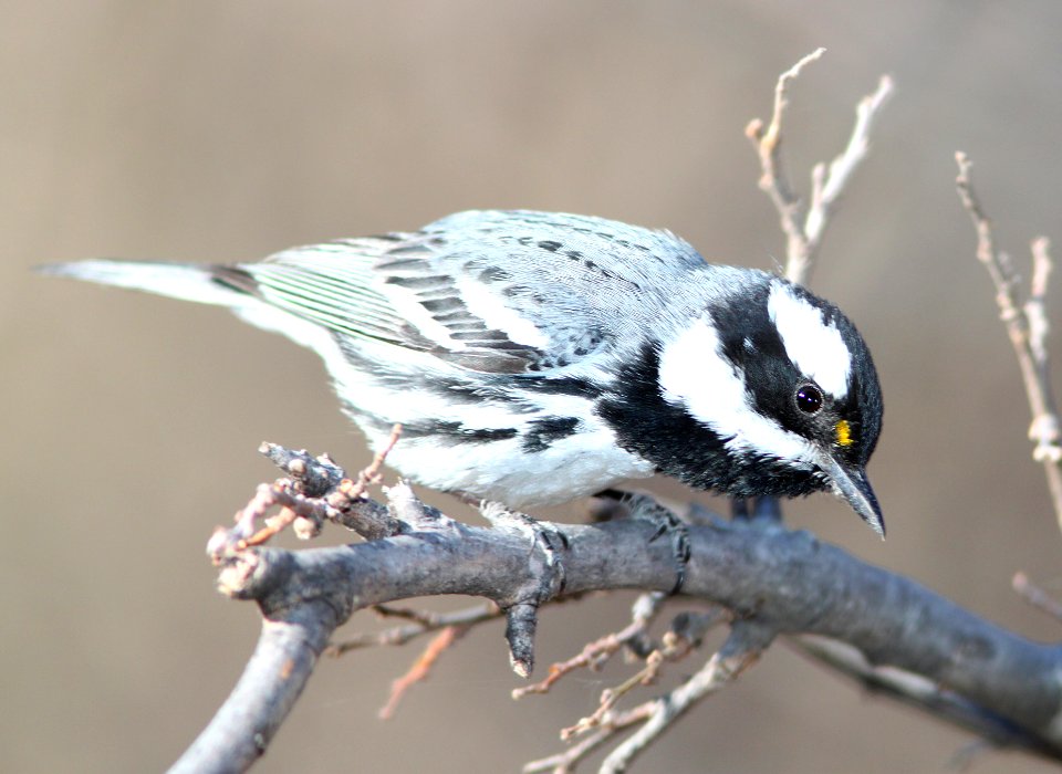 WARBLER, BLACK-THROATED GRAY (3-13-11) patagonia lake, scc,az -11