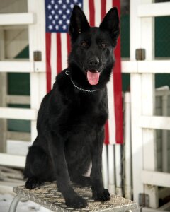 Military canine portrait