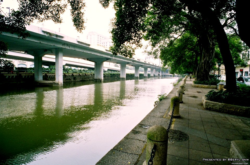 Bridge River Trees