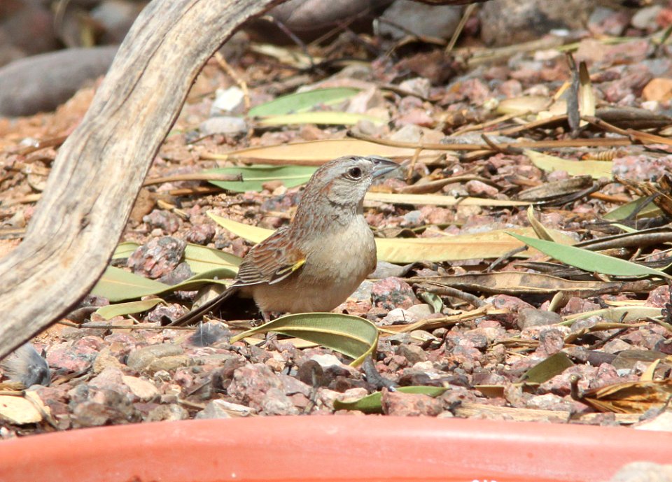 SPARROW, BOTTERI'S (3-6-11) 78 circulo montana, patagonia lake ranch estates, scc, az -02