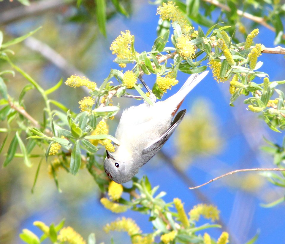 WARBLER, LUCY'S (3-22-11) patagonia lake, scc, az -01